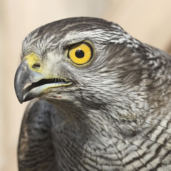 Europese Havik Silas Schrieken 240