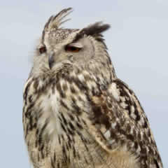 Schrieken Europese Oehoe Ruud 240